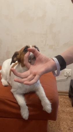Jack Russell mix does tricks for treats in a Saint Petersburg apartment