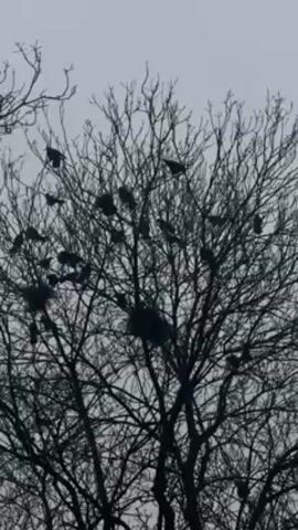 The video shows a bare tree silhouetted against a gray sky. Many black birds are perched on the tree's branches. Some birds take flight, flying to other branches or out of view. The video is shot from below, looking up at the tree and sky.