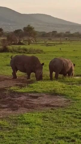 The video shows two rhinos in a grassy field. One rhino is facing the camera and grazing, while the other is positioned behind it, also grazing. A mountain range is visible in the background, and a few scattered trees are present in the field. The light suggests that it might be early morning or late afternoon. A bird stands further in the distance. The ground is a mix of green grass and patches of mud. The rhinos appear calm and undisturbed.