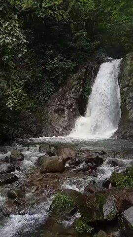 Here's a forensic description of the video:

The video presents a lush, green outdoor scene, likely a tropical forest environment. The primary subject is a waterfall cascading down a rocky cliff into a shallow, rocky stream. The water is clear and flows rapidly. 

Later in the video, an individual is seen wading through the stream. They are wearing dark shorts, a white long-sleeved shirt, and a black backpack. They are seen walking against the current, navigating the rocks within the stream. The individual raises their right hand in what appears to be a gesture of enjoyment. After that, they fall into the stream, but recover to rise again.

The surrounding environment is dense with vegetation, including tall trees and moss-covered rocks. The overall lighting suggests it is either early morning or an overcast day. There is the ambient sound of rushing water throughout the video.