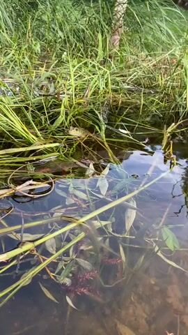 A frog is partially submerged in murky water among reeds and other aquatic vegetation. Its head and eyes are visible above the water's surface, and it appears to be looking to the left. The water is dark and reflects the surrounding greenery. The background consists of tall, green reeds and grass.