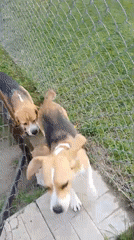 Beagles play and roam freely in Timokhovo backyard