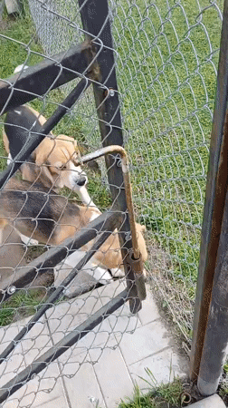 Beagles play and roam freely in Timokhovo backyard