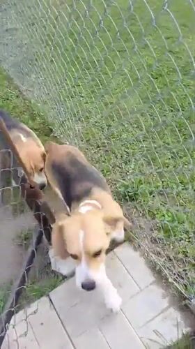 Beagles play and roam freely in Timokhovo backyard