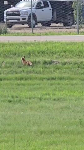 A fox runs through tall green grass. In the background, a white pickup truck is parked behind a fence. The fox stops and looks around.