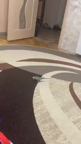 The video shows a small, blue budgie on a patterned rug. The rug has a circular design with swirls of brown, beige, and dark gray. The budgie is standing on the dark gray part of the rug. In the background, there are two partially visible doors. The floor is wooden. A blue and red object appears in the bottom left corner of the frame, partially obscuring the view. The budgie is not actively moving, but is standing still and looking around.