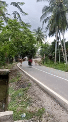 Rural livestock activity observed in Teupinbeulangan under overcast skies
