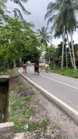 Rural livestock activity observed in Teupinbeulangan under overcast skies