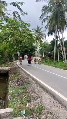Rural livestock activity observed in Teupinbeulangan under overcast skies