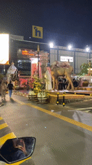 Golden camel display spotted on Madiun street at night