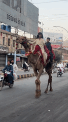 Decorated camels travel through Quetta streets with traditional riders