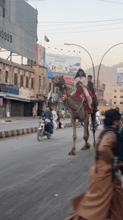 Decorated camels travel through Quetta streets with traditional riders