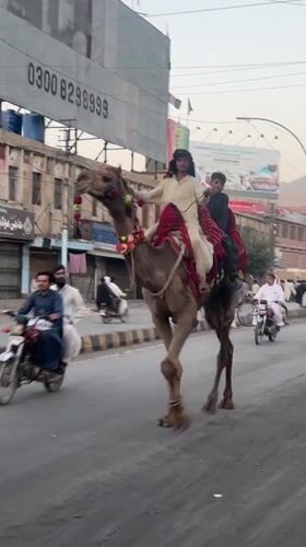 Decorated camels travel through Quetta streets with traditional riders