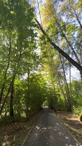 A paved path curves through a tree-lined park. Sunlight filters through the dense green foliage, casting dappled shadows on the ground. Leaves are scattered along the path, some yellow and brown, suggesting the approach of autumn. Tall trees with a mix of green and yellow leaves create a natural canopy overhead. The path leads towards a distant opening in the trees. There are no people or animals visible in the frame.