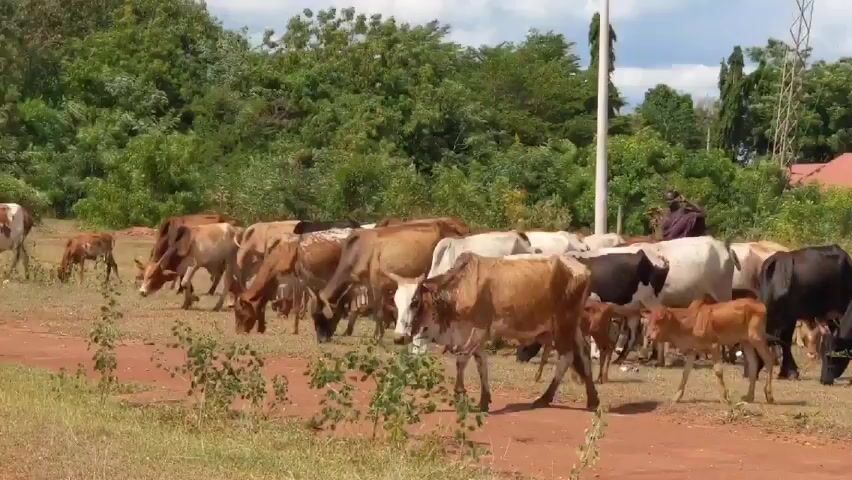 The video shows a herd of cattle, including cows and calves, grazing in a grassy field with a red dirt path running through it. The cattle are of various colors including brown, white, and black. A person, possibly a herder, is standing behind the cattle. In the background, there are trees, power lines, and buildings with red tile roofs. The sky is partly cloudy. The cattle are actively grazing on the grass.