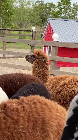 The video shows a young person with a pink hat standing near a group of alpacas. The alpacas are of different colors, including brown, white, and black. They are standing in a pen, and the young person appears to be observing them. The background includes a wooden fence, trees, and a small red building. The young person seems calm and attentive.