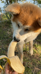 Akita dog enjoys banana snack in Russian park