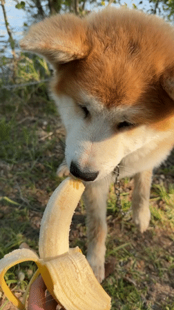 Akita dog enjoys banana snack in Russian park