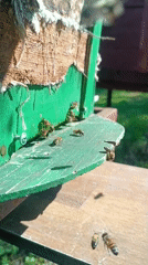 Spring morning in Motyakovo: active beehive and lilac flowers
