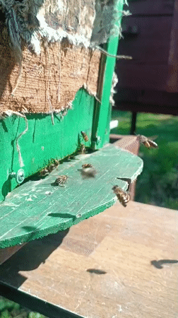 Spring morning in Motyakovo: active beehive and lilac flowers