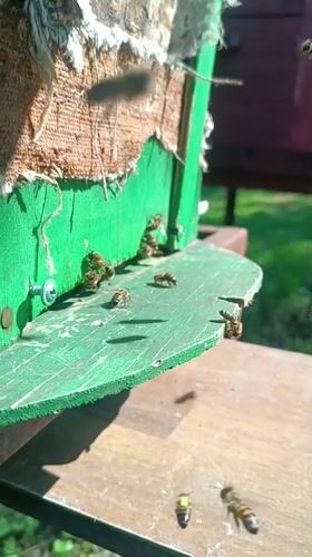 Spring morning in Motyakovo: active beehive and lilac flowers
