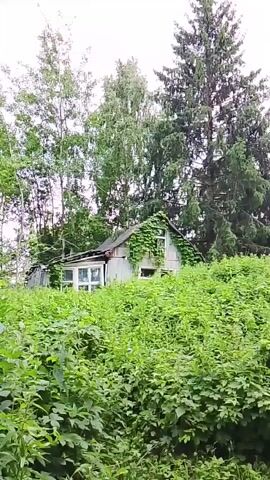 This media file captures an abandoned house engulfed by lush green vegetation. The house appears to be made of wood with a weathered facade and a sloped roof. Ivy and other climbing plants aggressively cover the walls, windows, and even parts of the roof, suggesting a long period of disuse.

The surrounding environment is densely overgrown with tall, leafy plants and bushes, creating a wild and untamed atmosphere. In the background, tall trees, including a prominent conifer and deciduous trees with lighter bark, rise above the house and vegetation. The canopy of these trees filters the light, suggesting it might be daytime, possibly overcast given the diffused lighting. There are no people visible in the frame.

The scene evokes a sense of decay and nature's reclamation, hinting at a remote or rural location where human presence has faded. The combination of the decaying structure and the vibrant greenery creates a stark contrast. The location is identified as Снопок Новый, Russia. There is no visible text within the media file.