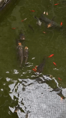 London visitor documents koi pond and elevator during morning visit