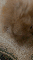 Pomeranian rolling and shaking on a carpet in rural Russia
