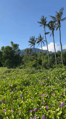 Observer documents volcanic landscapes and flora in Abang, Indonesia