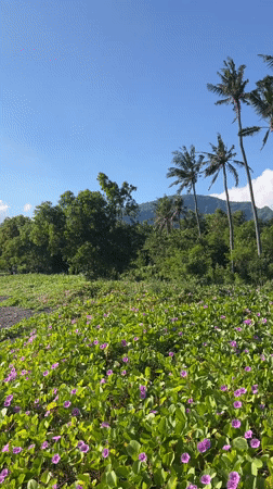 Observer documents volcanic landscapes and flora in Abang, Indonesia