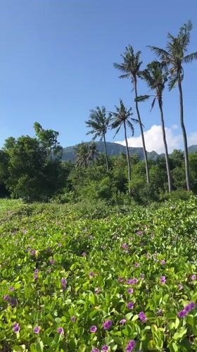 Observer documents volcanic landscapes and flora in Abang, Indonesia