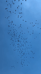 Birds, selfies, and quiet indoor moments in Kryvyi Rih