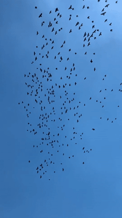 Birds, selfies, and quiet indoor moments in Kryvyi Rih