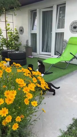 A short video clip shows a backyard scene with lush yellow flowers in the foreground. Behind the flowers, on a patch of artificial grass, are three cats. One is black and white and sitting upright, facing right. Another is mostly black and lying down in front of the black and white cat. A third cat, black and white, is lying down near a stack of car tires. In the background, a white building with large glass doors and windows is visible, along with a green lounge chair. Vines grow on a trellis on the left side of the building.