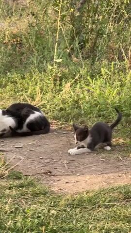 The video shows two cats outdoors in a grassy area with dirt paths. On the left, a black and white cat is lying down with its back to the camera. In the center right, a small black and white kitten is crouched down, appearing to be playing or grooming itself. The background consists of tall green grass and foliage, with sunlight illuminating the scene.