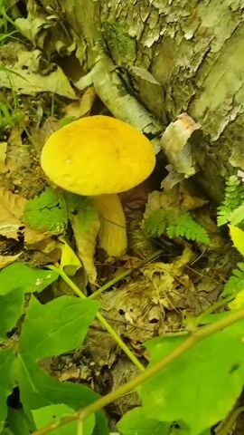 A person's hand reaches into a forest floor environment and gently touches the stem of a single, bright yellow mushroom that is growing near the base of a tree. The mushroom has a rounded cap and a thick, pale stem. The ground around the mushroom is covered with fallen leaves and small green ferns. The tree has rough, light-colored bark with some green moss growing on it. The lighting suggests it is daytime.