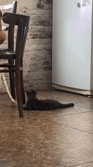 Kittens, city views, and cucumbers: a quiet day in Tbilisi