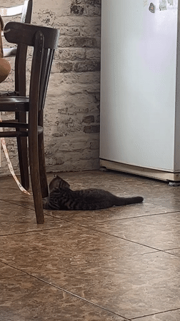 Kittens, city views, and cucumbers: a quiet day in Tbilisi