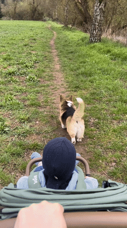 Woman enjoys afternoon outing with baby and dog in German field