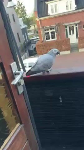 A medium shot shows a gray parrot with a red tail perched on a dark ledge. The parrot scratches its head with its foot, then pauses. In the background is a brick house with a white door and windows, as well as a brown hedge. To the left, a dark gray building and a lamp are visible. A hand with a peanut appears briefly at the bottom of the frame. The shot is taken from inside, looking out through a door or window frame.
