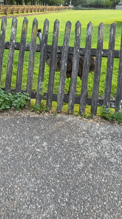 Evening park visit documented in Helmond, Netherlands