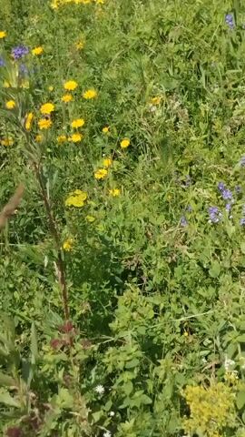 This is a video clip showing a field of wildflowers. The field is lush with green grass and a variety of colorful flowers, predominantly yellow and blue, with some pink accents. The flowers appear to be growing wild, suggesting a natural or semi-natural setting. The camera pans across the field, giving a sense of its expanse and the density of the flora. The lighting suggests it's daytime, likely a sunny day given the brightness and clarity of the colors. There are no people or animals visible in the clip. The overall impression is one of natural beauty and tranquility. The video is a static shot with minimal camera movement, focusing on the textures and colors of the meadow. There is no visible text or audio accompanying the video. The location context of Chebarkul', Russia, places this scene in a natural, possibly rural, environment within that region.