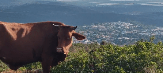 Cliffside views and grazing cattle in northern Israel