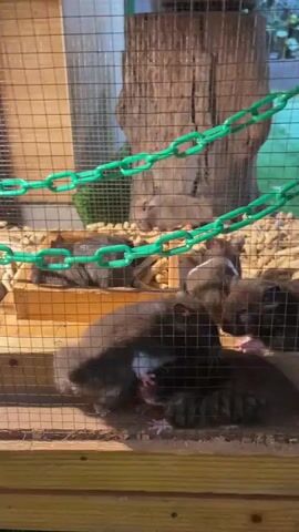 The video shows a close-up view of several rats in a wooden and wire enclosure. The enclosure contains bedding material, a hollowed-out log, and green plastic chains hanging from the top. In the foreground, two dark-colored rats are visible. One is lying on its side, and the other is on top of it, facing towards the viewer. In the background, other rats, some lighter brown and some dark, can be seen moving around and resting. One rat is near the log, and others are scattered in the bedding. The lighting appears to be artificial, possibly from a heat lamp or grow light, casting a warm glow on the scene. The camera is positioned close to the wire mesh, giving a somewhat obscured view of the animals and their environment.