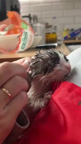 A close-up shot shows a wet, newborn kitten being held by a person's hands. The kitten has white and black fur and is nestled in a red cloth. The person's fingers are gently stroking the kitten's head. In the background, a kitchen counter is visible with various items, including a bag of groceries and jars. The lighting appears to be artificial.