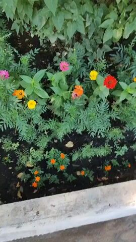 The video shows a close-up view of a flower bed with various colorful flowers and green foliage. The flowers are predominantly pink, orange, yellow, and red. The plants are densely packed, with some appearing to be in bloom and others in various stages of growth. The ground is dark soil, with some fallen leaves scattered around. The lighting suggests it is daytime, possibly with some sunlight filtering through the leaves. There are no people or animals visible in the frame. The camera appears to be held at a downward angle, moving slightly as it captures the scene. The overall impression is of a vibrant and well-maintained garden.