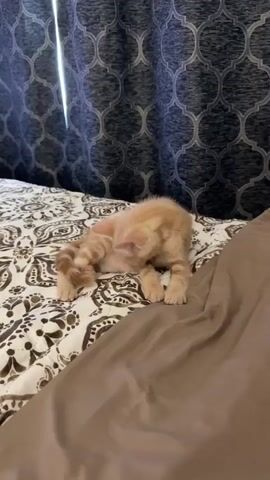 A ginger kitten is grooming itself on a bed. The kitten is lying on its side with its belly exposed and is licking its hind leg. The bed has a patterned comforter and a brown duvet. Dark patterned curtains are visible in the background.