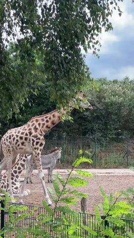 A tall giraffe with a patterned coat walks through a dusty enclosure. In the background, another giraffe is lying down, and a zebra can be seen. The enclosure is fenced off, and trees and foliage surround the area. The sky is cloudy.
