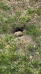 Ground squirrel spotted near burrow, pine tree observed overhead