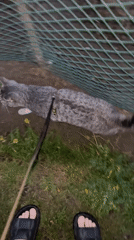 Pets playing and resting captured in Nizhny Tagil